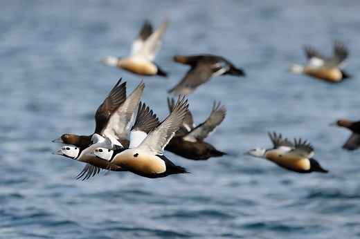 All Sea Ducks In North America (ID, Calls, Photos)