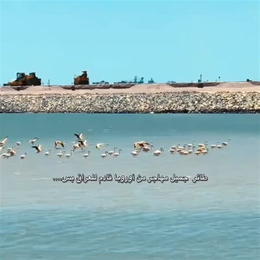 ‎ميمز المسمومات🐍‎ on Instagram‎: "همج 😢💔 #طير_مهاجر #explorepage #اكسبلور #رياكشنات #ترند اكسبلور_فولو"‎