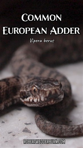 5 Surprising Facts About the Common European Adder You Never Knew 1. It’s Europe’s Only Widespread Venomous Snake The Common European Adder is the most widespread venomous snake in Europe, found from the UK and Scandinavia all the way to Russia and parts of Asia. Despite being venomous, its bite is rarely fatal to humans. 2. Highly Variable in Color Adders can be grey, brown, reddish, or even black (melanistic). They’re easily recognized by their zigzag pattern down the back, though in melanisti