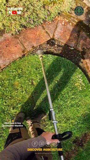 Amazing Brushcutter Grass Trimming Skill
