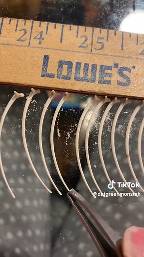 Reconstructing a Rattlesnake Skeleton: A Detailed Guide