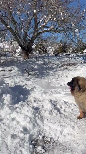 Shoveling accomplished!