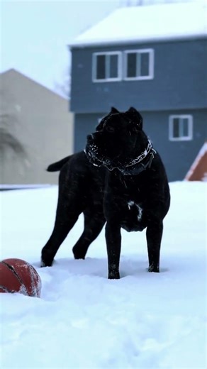 Think Twice Before Getting a Cane Corso #canecorso #dog #truth
