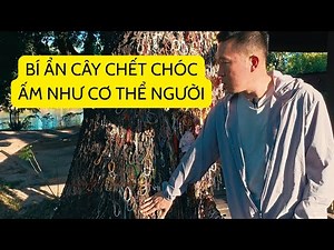 Nơi nhiều ám ảnh nhất Campuchia - CÁNH ĐỒNG C.HẾT