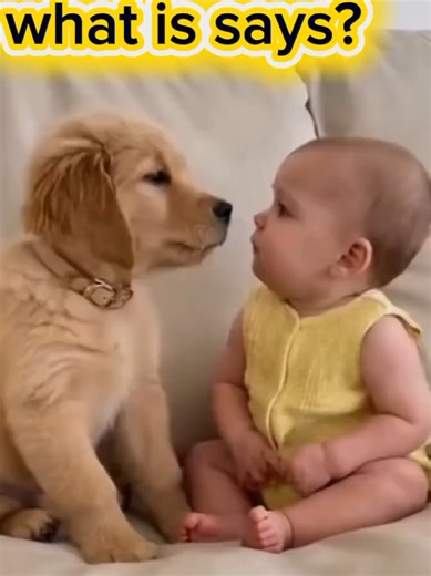 Funny Dog Video at the Barber Salon