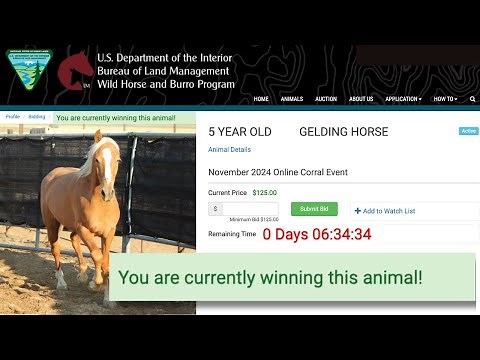 BUYING A WILD MUSTANG sight unseen ~ BLM internet adoption explained!
