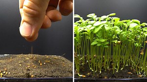 Growing Garden Cress Time Lapse