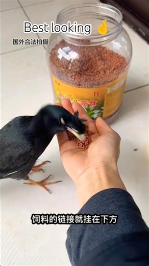 Splash-Proof Bird Feeder #Bird Feeder Myna