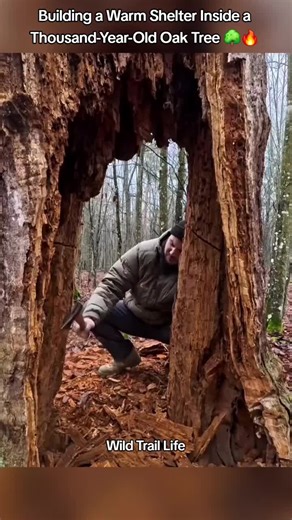 Building a Bushcraft Shelter Inside an Ancient Oak Tree