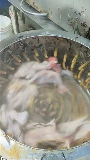 how to pluck a chicken | commercial poultry plucking machine | chicken feather machine