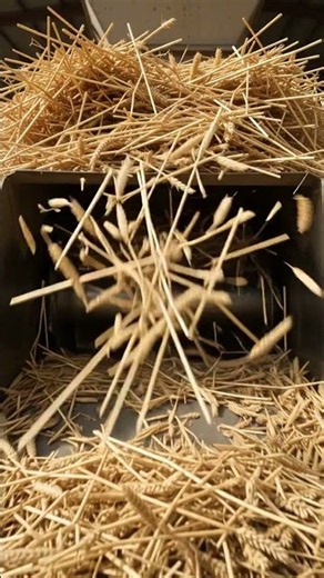 🌾 Wheat Straw Becomes Biodegradable Plates! 🤯 | Amazing Factory Process #shorts #howitsmade