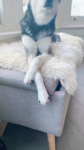 The Sassiest Alaskan Klee Kai - Rare Breed Pet Love