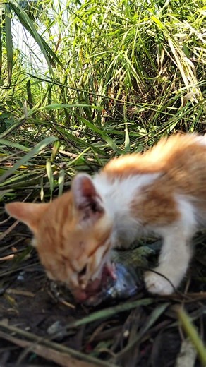 Stray Kitten Won’t Stop Eating After Days Without Food 😢
