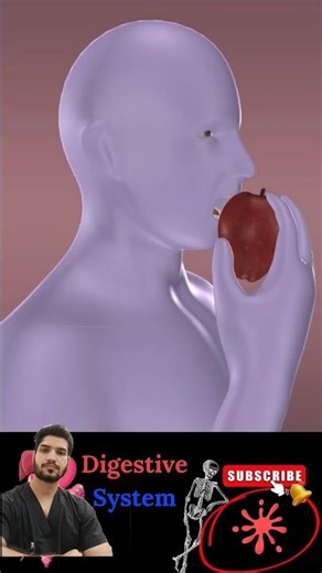 Digestive system in 3D Animation 👨‍⚕️⚕️