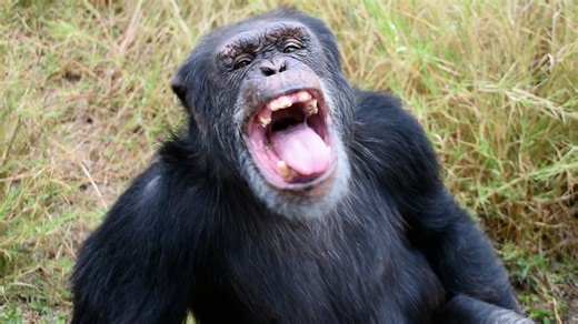 Meet Cozy 🐵 Join us for a unique and educational tour at Chimp Eden, where you'll have the opportunity to meet Cozy and his chimpanzee friends. Cozy is eagerly awaiting your visit and is ready to show you around his home. 🌟🦋 Our tours offer a chance to learn about chimpanzees' behavior, habitat, and conservation while witnessing their playful antics up close. Book your tour today and embark on an unforgettable adventure with Cozy and the chimps! #chimpeden #janegoodall #thejanegoodallinstitut