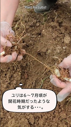 ユリの芽出し球根を植えるよ！Plant lily bulbs!