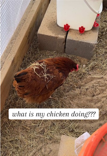 Cleo is covering herself with hay. Why is she doing this? Ive never seen any of my chickens do this before. She was cracking me up #layinghens #backyardchickens #chickencoop