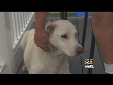 Man Fatally Shoots Pit Bull To Stop Attack