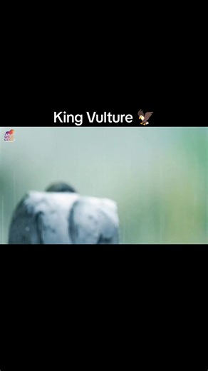 Exploring the Black and King Vultures