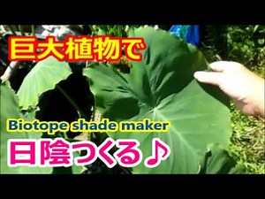 ビオトープの日除けに使える大型植物☆ メダカやクサガメの暑さ対策・日陰づくりにピッタリ♪ 南国ハスイモの植え付けから1ヶ月の成長【Biotope shade maker】
