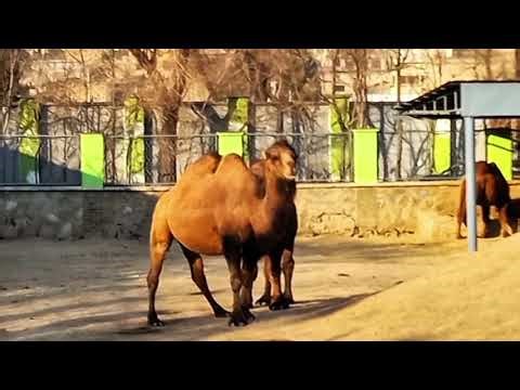 Amazing Camels | Nature’s Desert Survivors