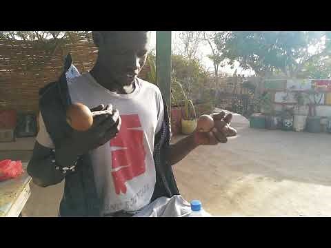 Salliou playing the cas cas - ORIGINAL