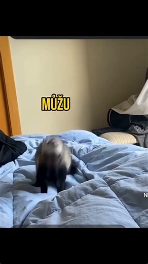 SPOKOJNÁ FRETKA #viral