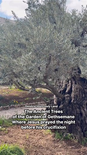 Did These Trees Witness Jesus? Gethsemane’s Hidden History #jesus #ancienthistory #untoldhistory