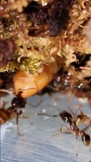 pheidole sinica(Big headed ants) small soldier uses his strength to pull a meal worm