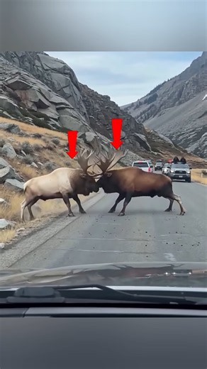 🦌 🔥 Мощное столкновение оленей! #deer #deerfight #wildlife #animals #nature #shorts #youtubeshorts