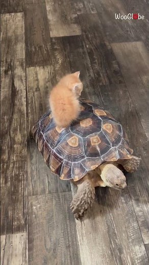 Riding on Shell: Tiny Kitten's Adorable Tortoise Adventure || WooGlobe