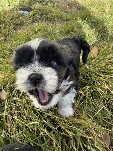 Shih Tzu Mini Australian Shepherd Mix Puppies | Dogs | KSL Classifieds