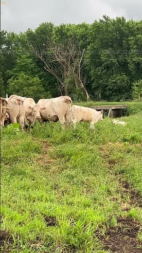 Charolais cattle