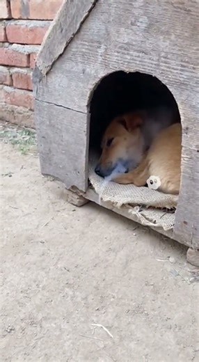 A mouse played a prank on a dog.😂 #tricks #funny #animals