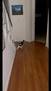 Mischievous cat #catvideos #cat #cutecat #catshorts #catlife #catvideo #funnyshorts #funny