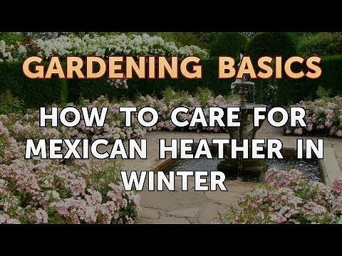 How to Care for Mexican Heather in Winter