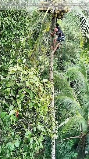 Going Ape for Coconuts: Why Bare Hands Still Beat Machines