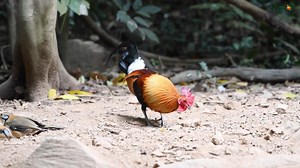 Langka Ayam Hutan Bisa Terbang Fakta Menarik Keindahan dan Keunikan Ayam Hutan Rare Forest Chickens Can Fly Interesting Facts about the Beauty and Uniqueness of Forest Chickens | Agrotek