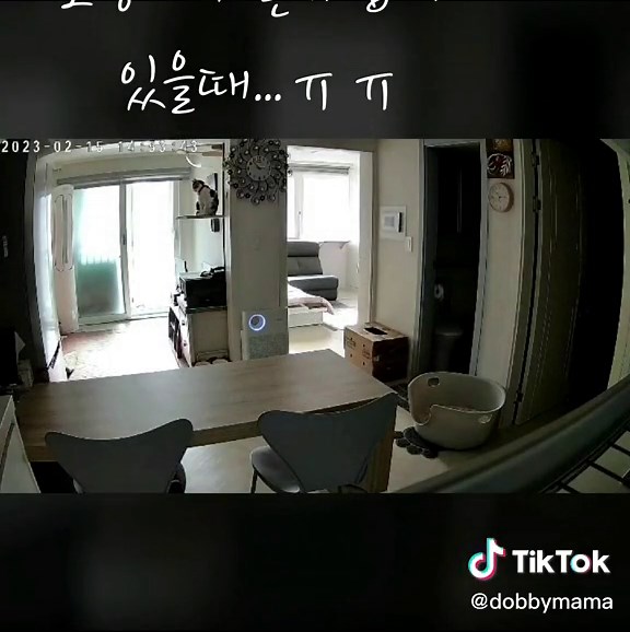 평소 에너지가 넘쳐 깨발랄한 우리집 양이.혼자있을때 뭐하고 노는지 궁금해서 캠을 달았다. 그런데...창과 현관만 보며 기다리는것 외에 아무것도 하지 않고 있었다. #도비 #cat #animals #홈캠 #home-camera #dobby