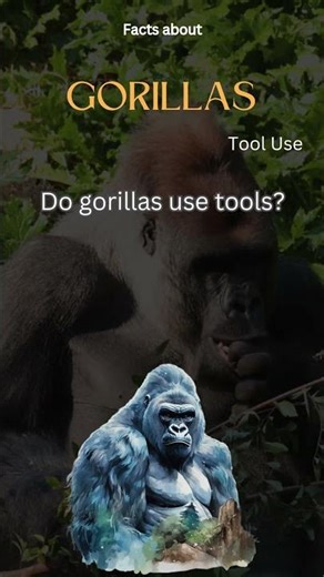 Gorilla Fact 33 - Do gorillas use tools?