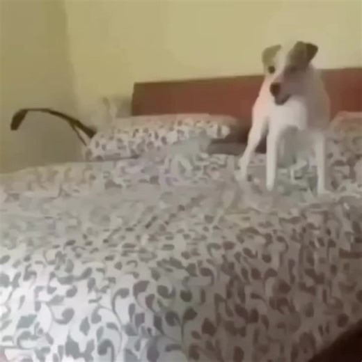 dam #fyp #meme #humor #dog #poop