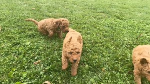 Handsome #f1b mini | Lily & Chloe Mini Goldendoodles | Facebook