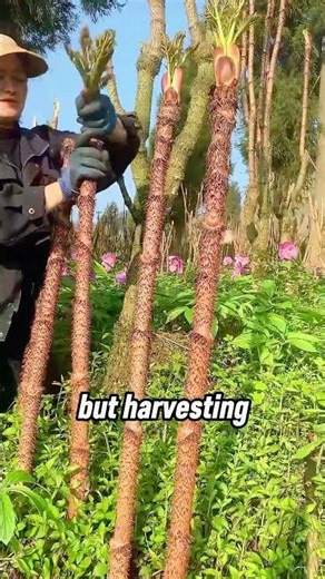 The Dragon Tooth of Spring