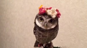 model birb | Birb Memes