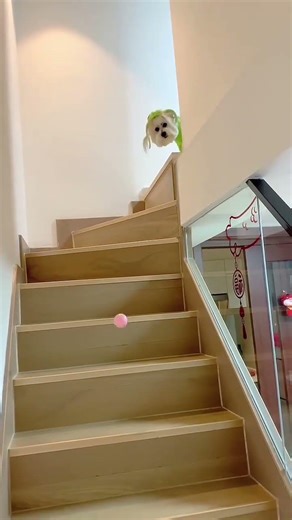 A puppy that responds when it barks. A puppy that appears when it barks. The three antennas have