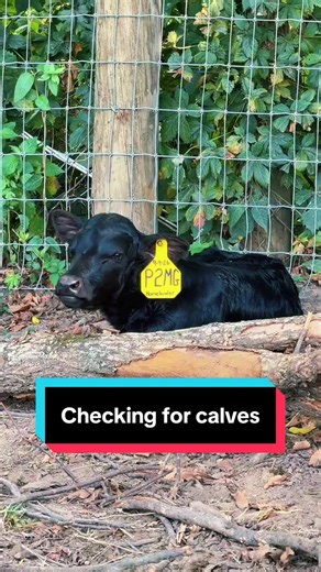 Checking for calves: how to identify healthy calf growth
