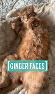 Ginger Faces 🐱🐱🐱 Remember when I asked you to share your ginger cat photos for a little project? Well, here it is! A while ago, I was telling my husband how handsome GB was (as I do pretty much every day). He casually responded, “He looks like any other ginger.” 😱 I know a lot of people feel the same—kind of like how some folks can’t tell yellow Labs apart. I froze and said, “Uh-uh, you didn’t!” Then I told him that true ginger lovers could spot their own ginger out of a hundred. After sayin