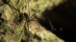 Recluse Spider Loxosceles Also Known Brown Spider Aranha Marrom Violin