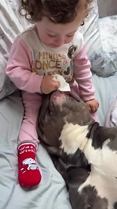 Pulisce la boccuccia di mino prima di dargli un bel bacione 🥰❤️😍😍 . . #MASSIeMINO #fyp #fundog #viral #cutedog #fypシ #baby #2025 #babygirl #bully #reels #funny #foryou #doggo #doglovers #dog #puppy #fypage #americanbully #newyear #bullyuk | G00D View