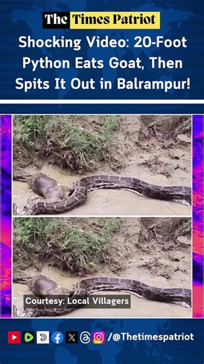 Shocking Video: 20-Foot Python Eats Goat, Then Spits It Out in Balrampur!